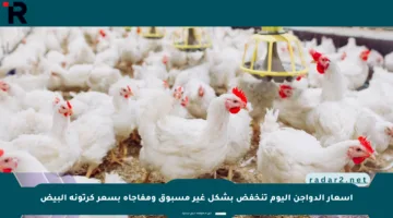 أسعار الدواجن اليوم تنخفض بشكل غير مسبوق ومفاجأة بسعر كرتونة البيض